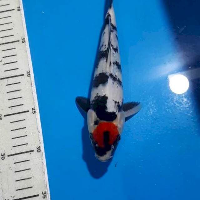 TANCHO SHOWA 24 CM