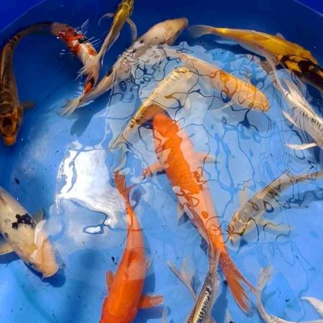 Mix koi