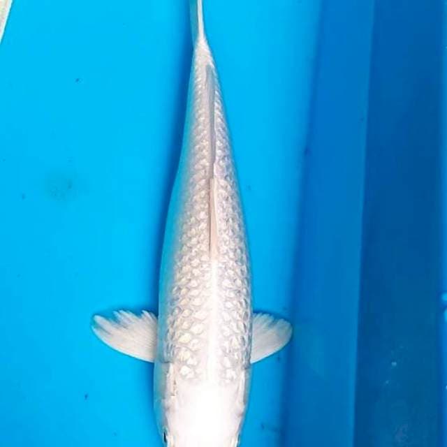 Platinum ginrin 33cm