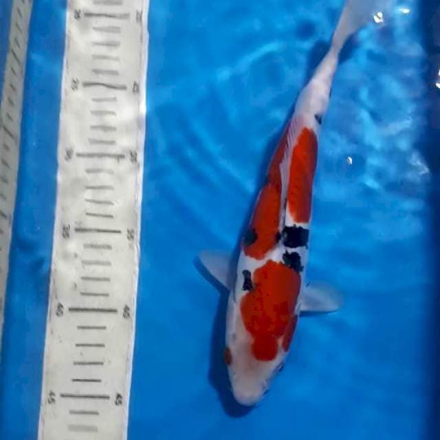 SANKE DOITSU 28 CM