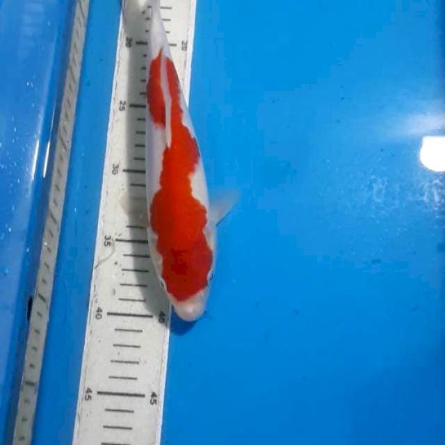 INAZUMA KOHAKU 26 CM