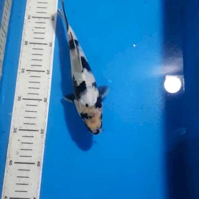 SHIRO 23 CM