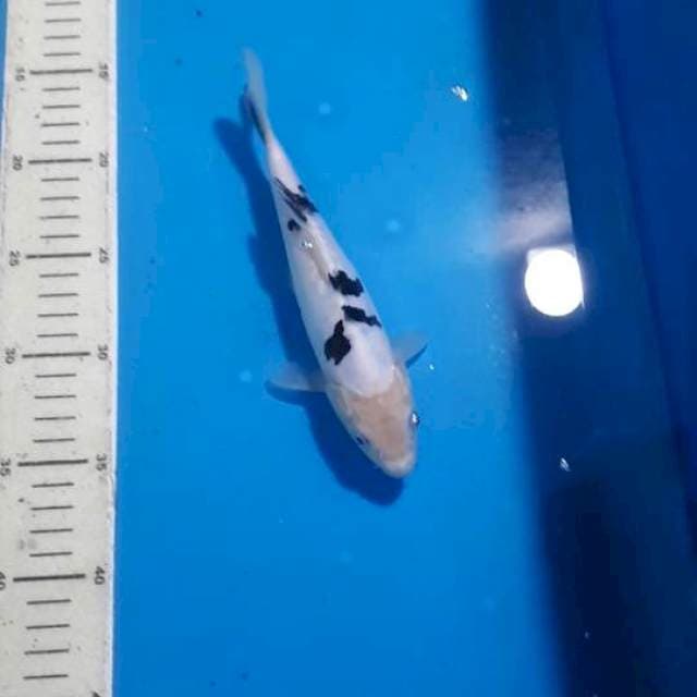 BEKKO DOITSU 22 CM