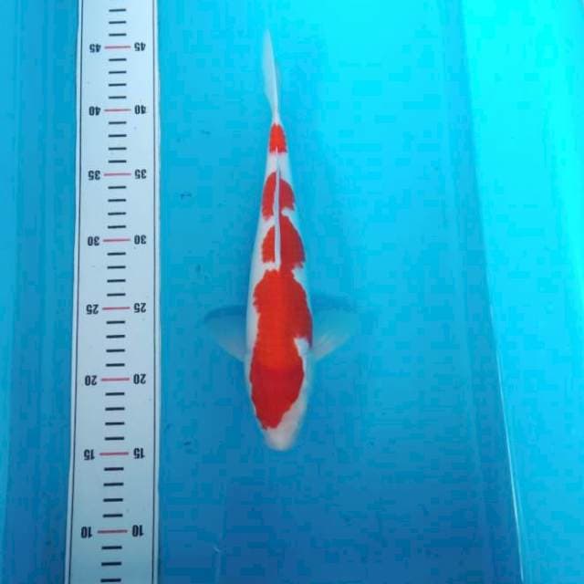 NJK - INAZUMA PATTERN