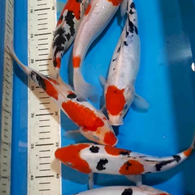 MIX KOI SIZE 25 SAMPAI 27 CM