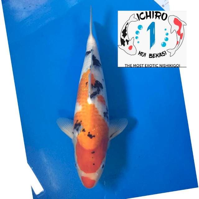 Sanke Import Sakai Kuchibeni 40Bu