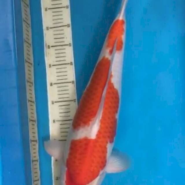 kohaku 60cm