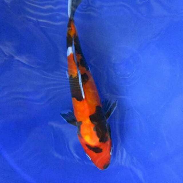 Doitsu showa ±25cm