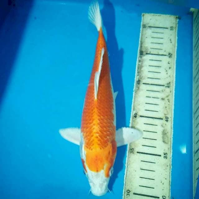Kujaku 28cm