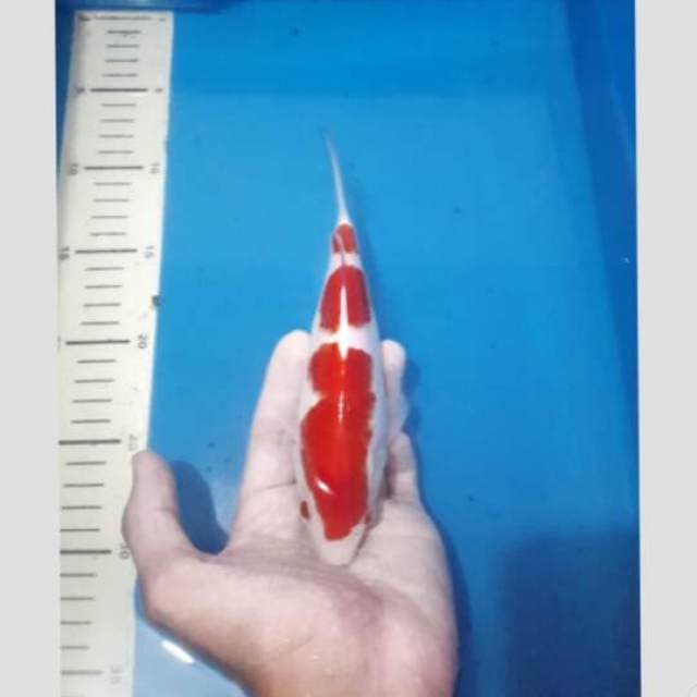 kohaku koleksi 30bu