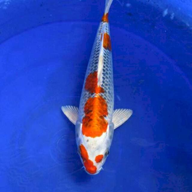 Kojaku ±30cm