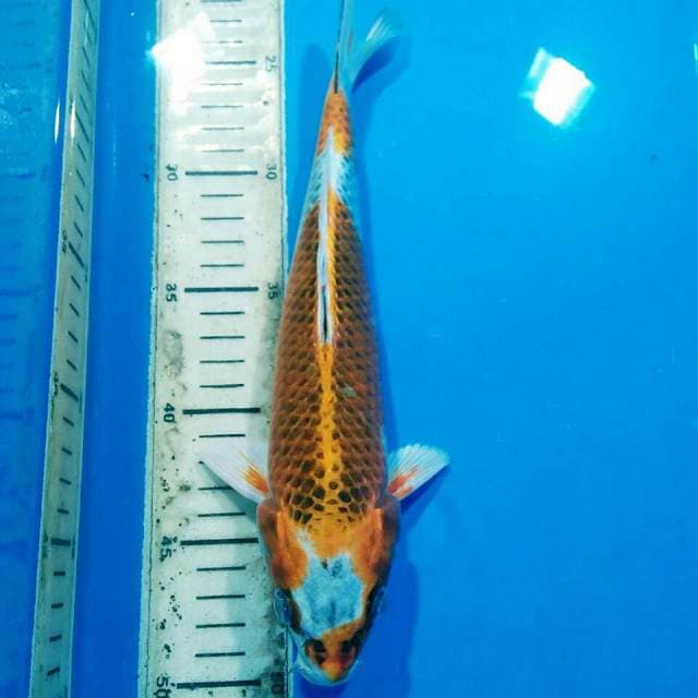 Kujaku 28cm