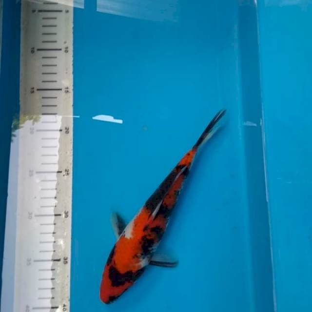Showa Male 25cm