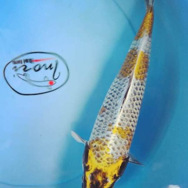 Kojaku 31cm