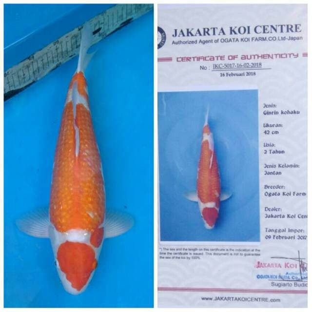 Ogata Kohaku Ginrin