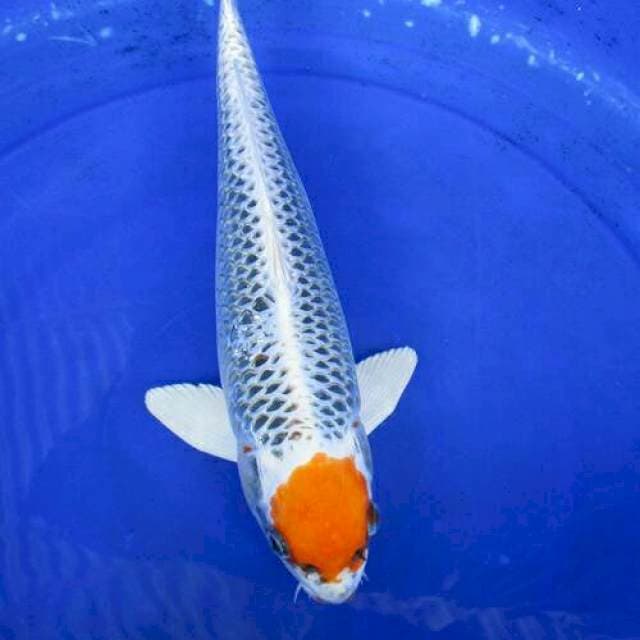Tancho ori ±37cm