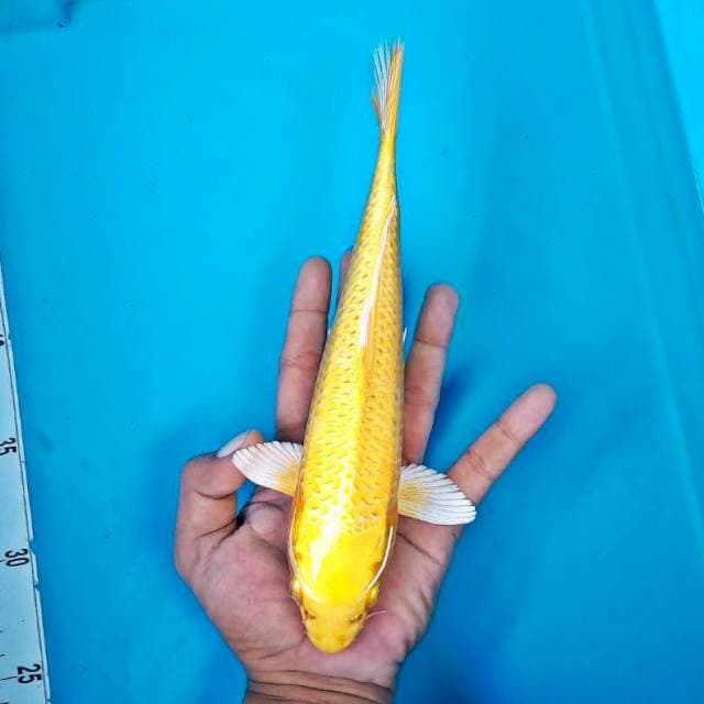 OGON #26CM