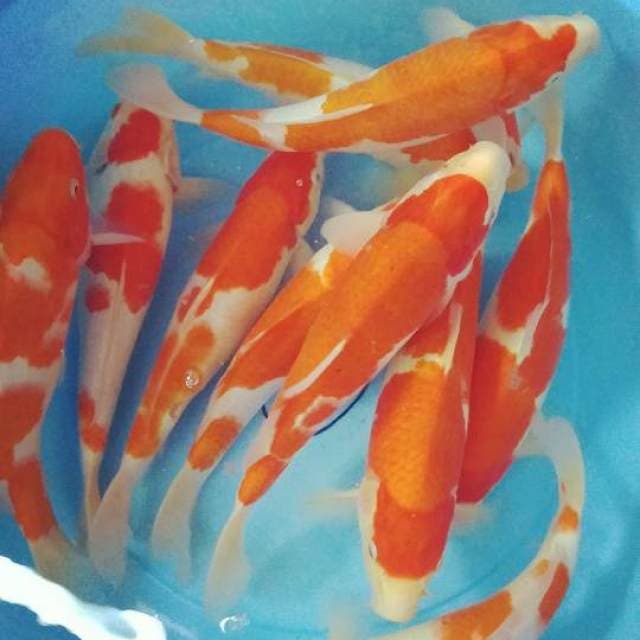 Paket hemat kohaku 30cm 10 ekor