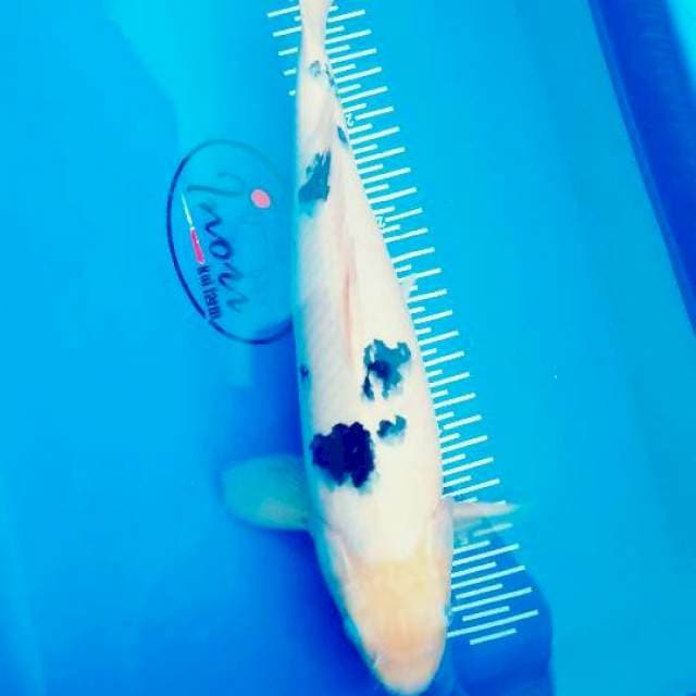 Bekko 31cm
