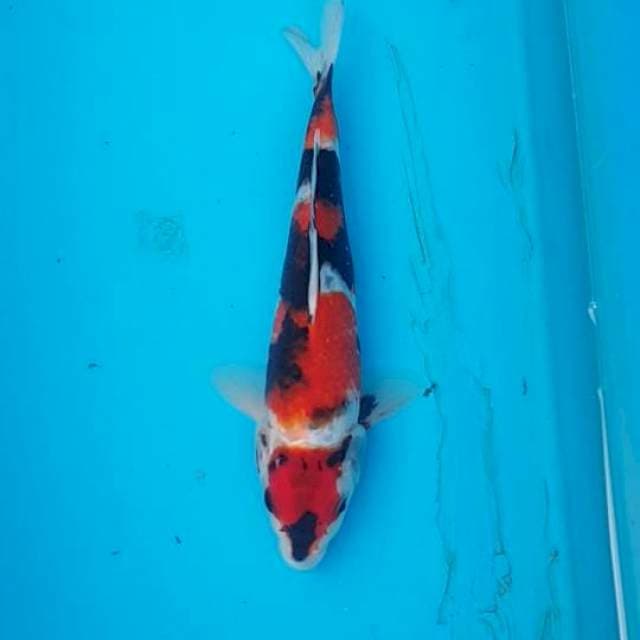 SHOWA KYUKI