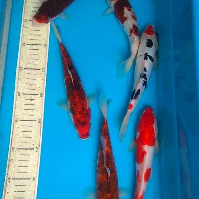 mix, 23,24cm