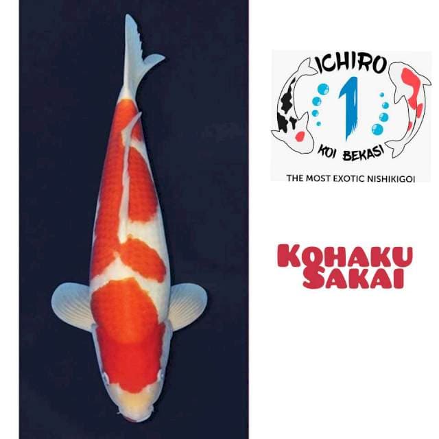 Kohaku Import Sakai 50 Bu