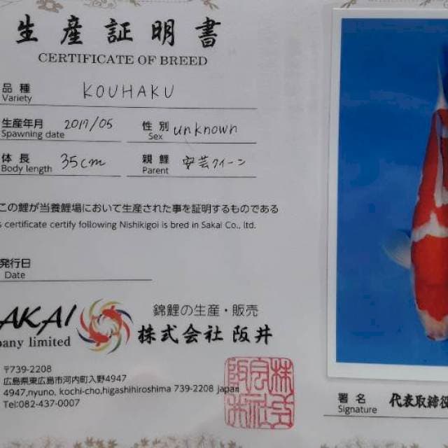 Kohaku Import Sakai 50 Bu