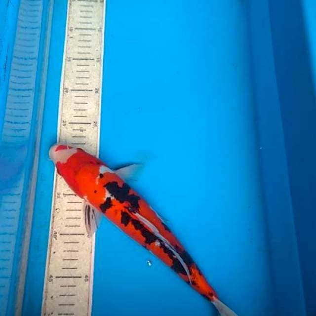 Sanks doitsu 37cm