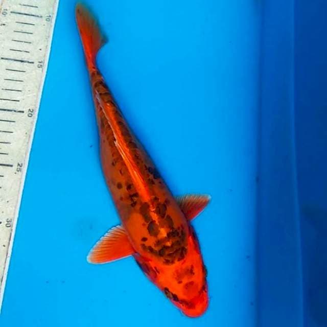 antiq 29cm