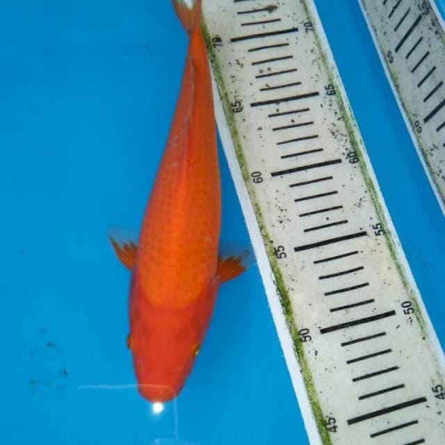 Akahajiro 26cm