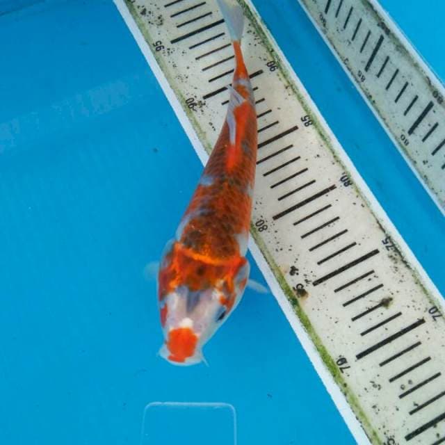 Goshiki 25cm