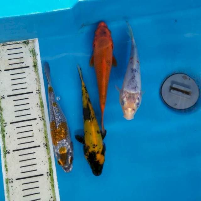 Mix 4ekor 20cm