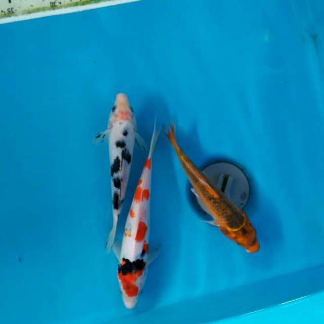 Mix 3ekor 18cm