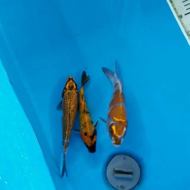 Mix 3ekor 17cm