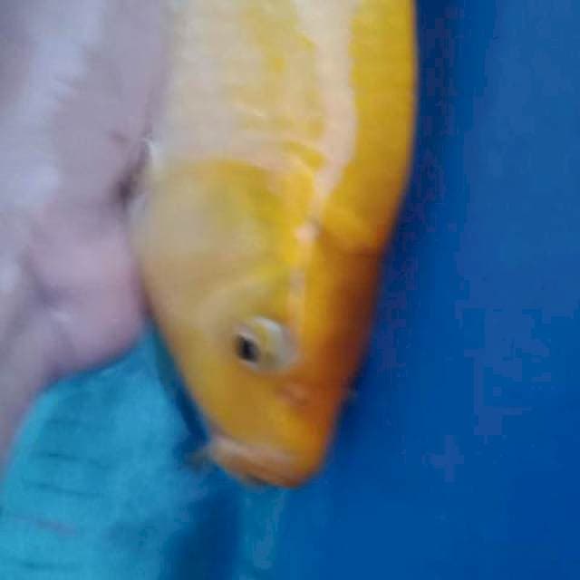 Karasi male body female berpunuk