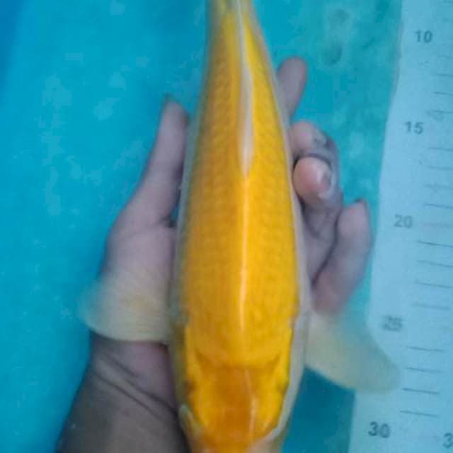 Karasi male body female berpunuk
