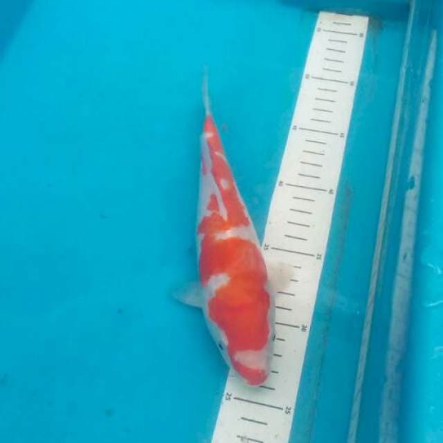 Kohaku
