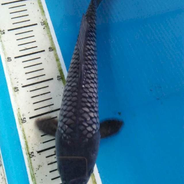 Soragoi ginrin hq 35cm