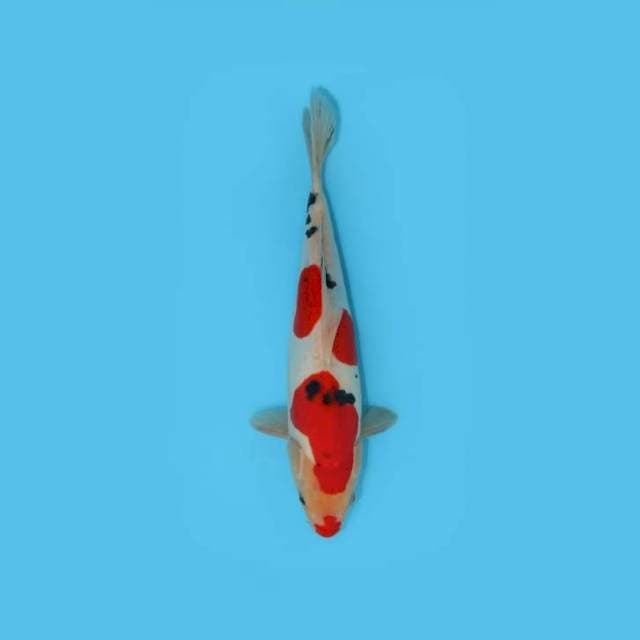 SANKE DOITSU KUCHIBENI 30 CM