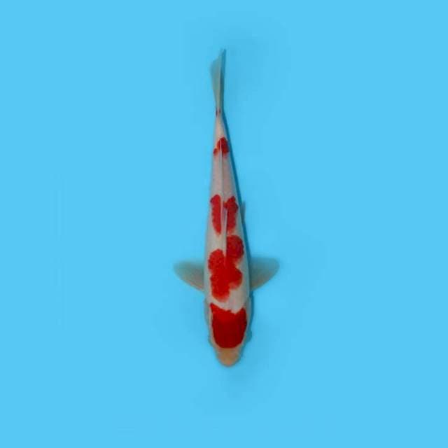 KOHAKU 27 CM