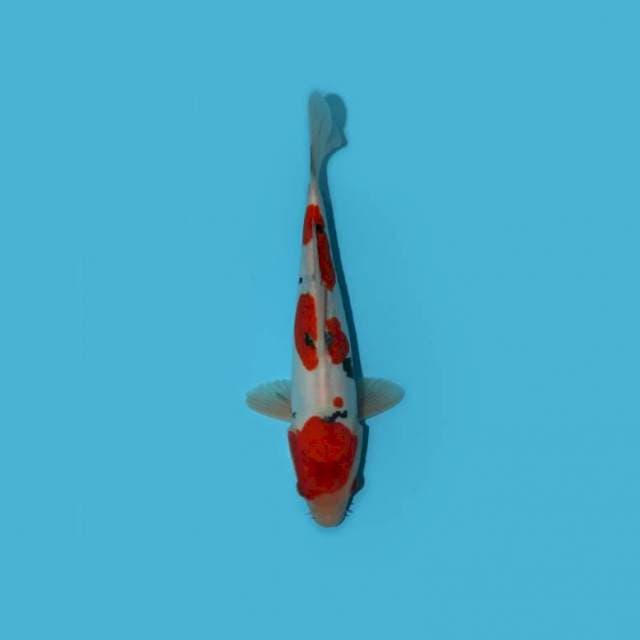 SANKE DOITSU 26 CM