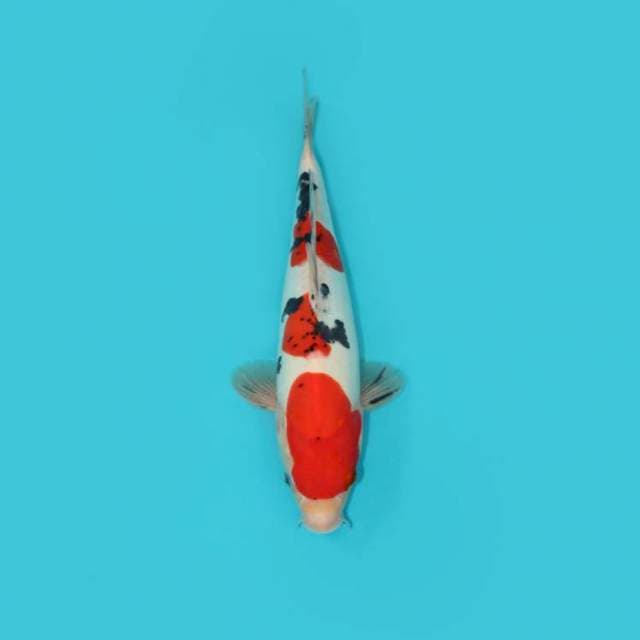 SANKE DOITSU 30 CM