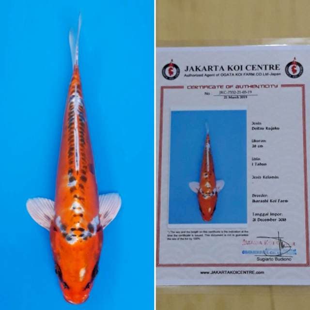 Kujaku doitsu import sertifikat