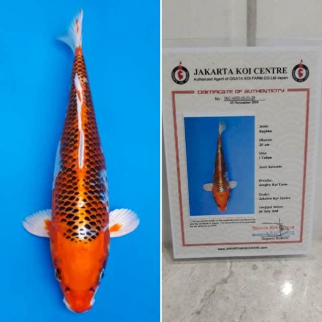 Kujaku import sertifikat