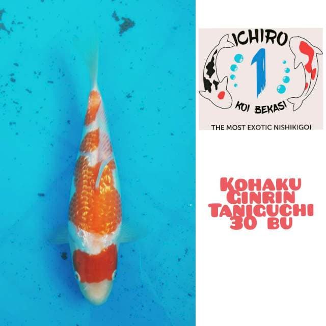 Maruten Ginrin Kohaku Taniguchi 30Bu