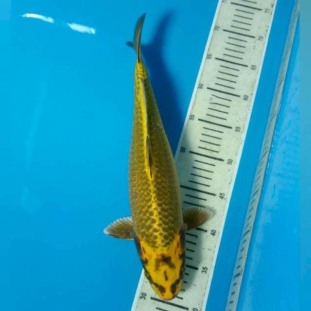 Kelipatan 25RB, Kawarimono Antiik