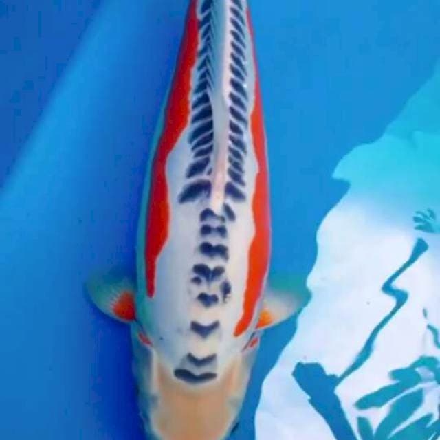 Shusui