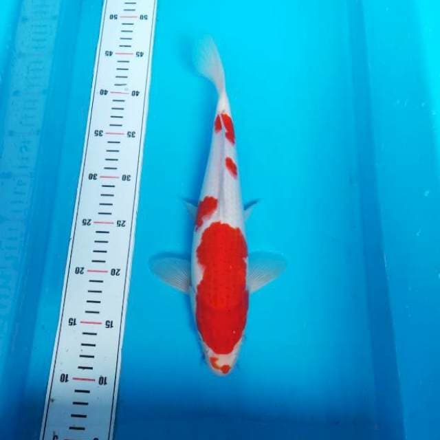 NJK - KOHAKU BERKUMIS