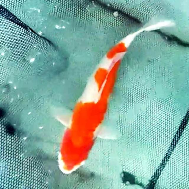 F1 kohaku 50cm up..joss monster kolam..