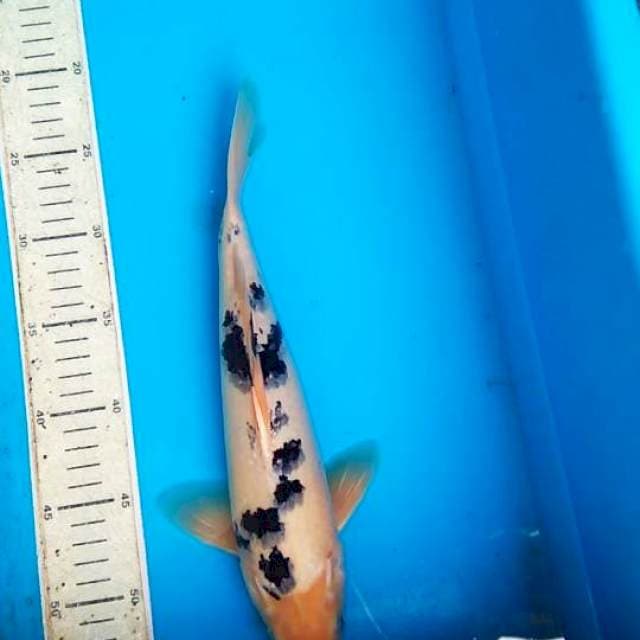 Bekko 32cm